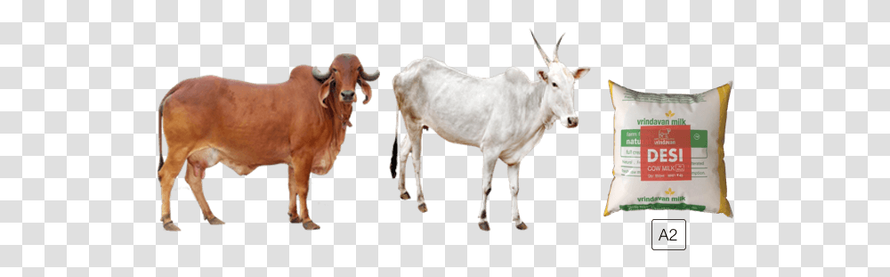 Animal Cowfreepngtransparentbackgroundimagesfree Gir Cow Images Download, Mammal, Cattle, Antelope, Wildlife Transparent Png