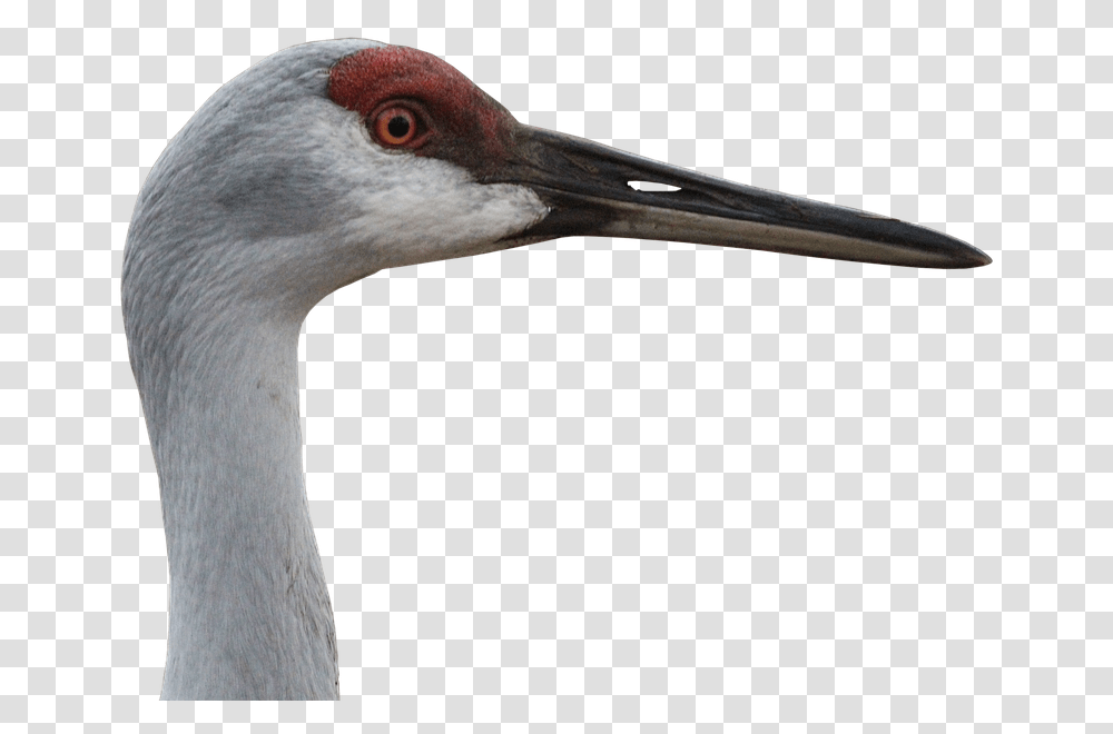 Animal Crane, Bird, Waterfowl, Crane Bird, Beak Transparent Png