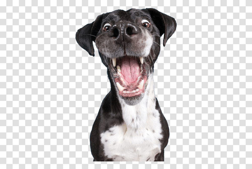 Animal Cute Funny Head Freetoedit Dog, Pet, Canine, Mammal, Teeth Transparent Png