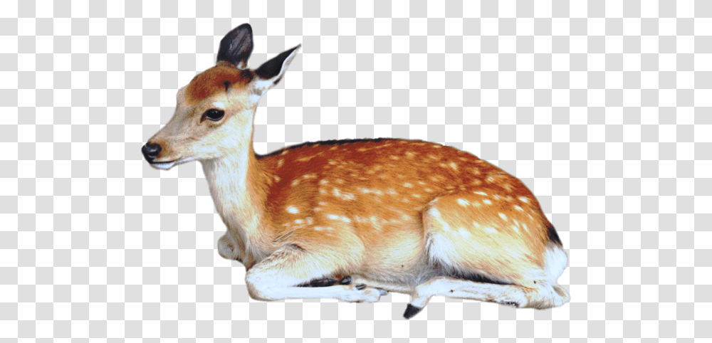 Animal, Deer, Wildlife, Mammal, Antelope Transparent Png