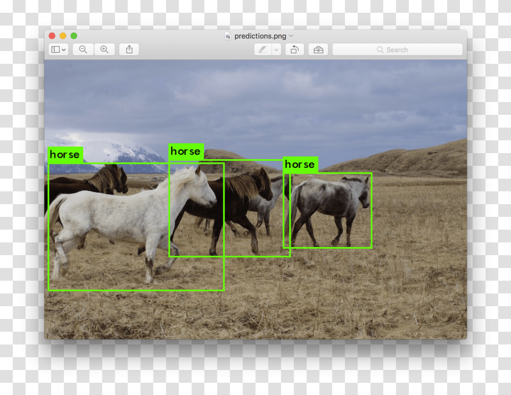 Animal Detection Using Yolo, Cow, Mammal, Nature, Outdoors Transparent Png
