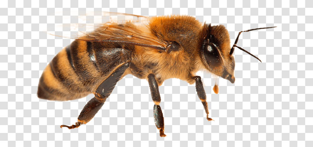 Animal Facts Bees Safe Animal Squad Together We Can Honeybee, Apidae, Insect, Invertebrate, Honey Bee Transparent Png