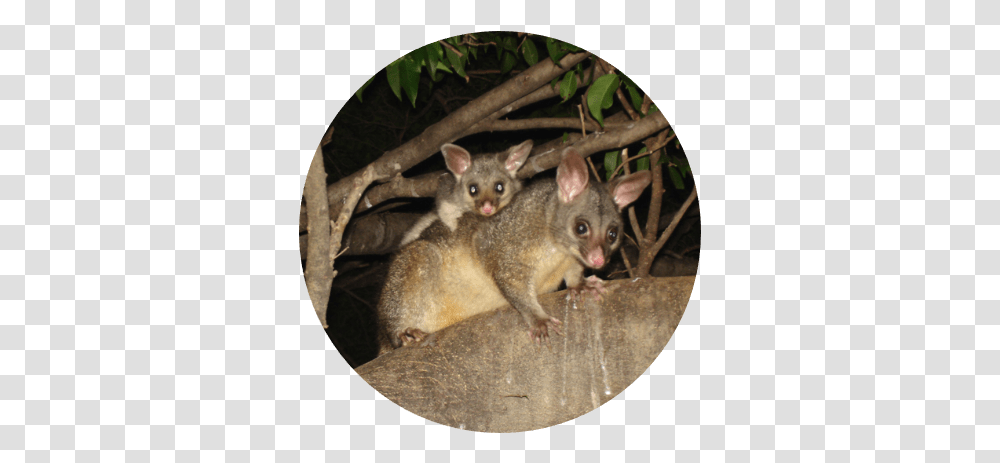 Animal Facts Possums Safe Animal Squad Together We Can Common Brushtail Possum, Rat, Rodent, Mammal, Wildlife Transparent Png