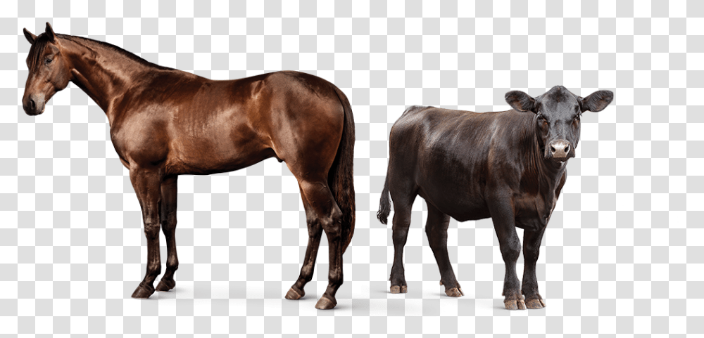 Animal Feed Supplements L Purina Horse And Cow, Cattle, Mammal, Colt Horse, Bull Transparent Png