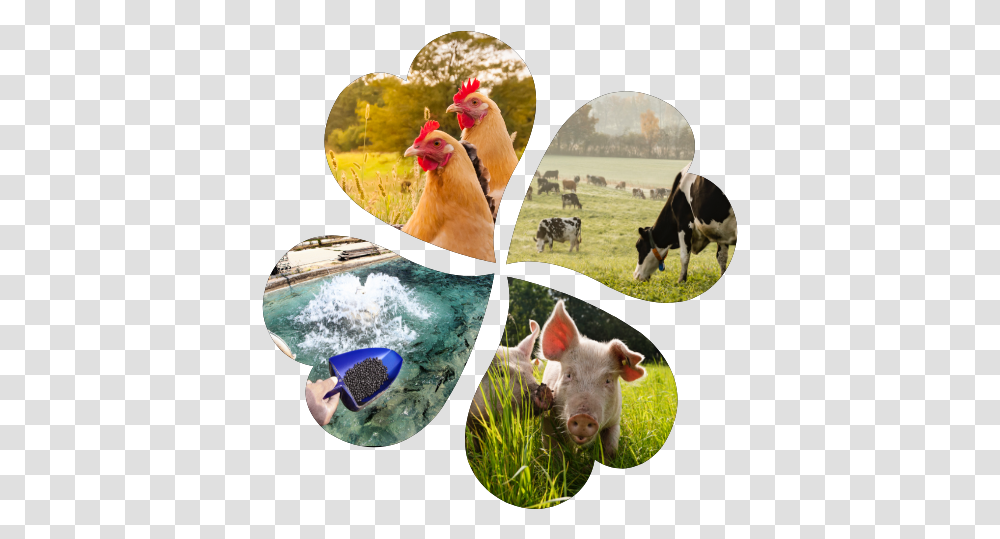 Animal Feeds Ingredients Betaine In Animal, Cow, Cattle, Mammal, Bird Transparent Png