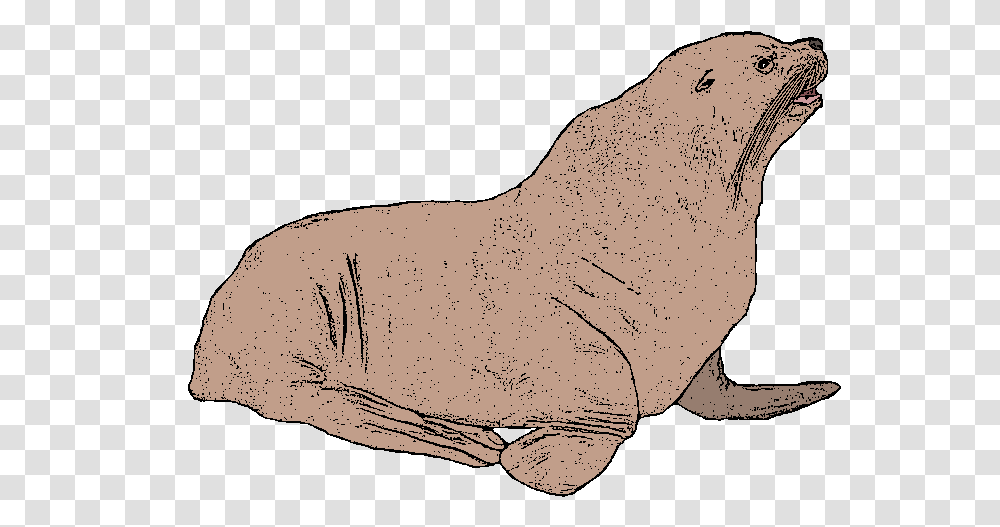 Animal Figure, Sea Life, Mammal, Sea Lion, Seal Transparent Png