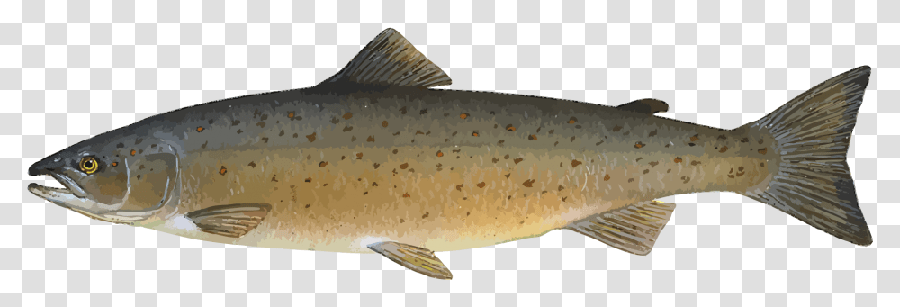 Animal Fish Food Ocean River Salmon Sea Fi Atlantic Salmon Clipart, Carp Transparent Png