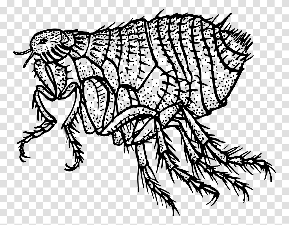 Animal Flea Insect Parasite Parasitic Pest Flea Black And White, Gray, World Of Warcraft Transparent Png