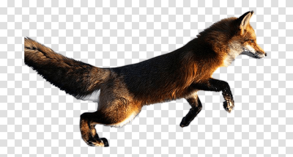 Animal Fox In Action, Wildlife, Mammal, Coyote, Red Fox Transparent Png