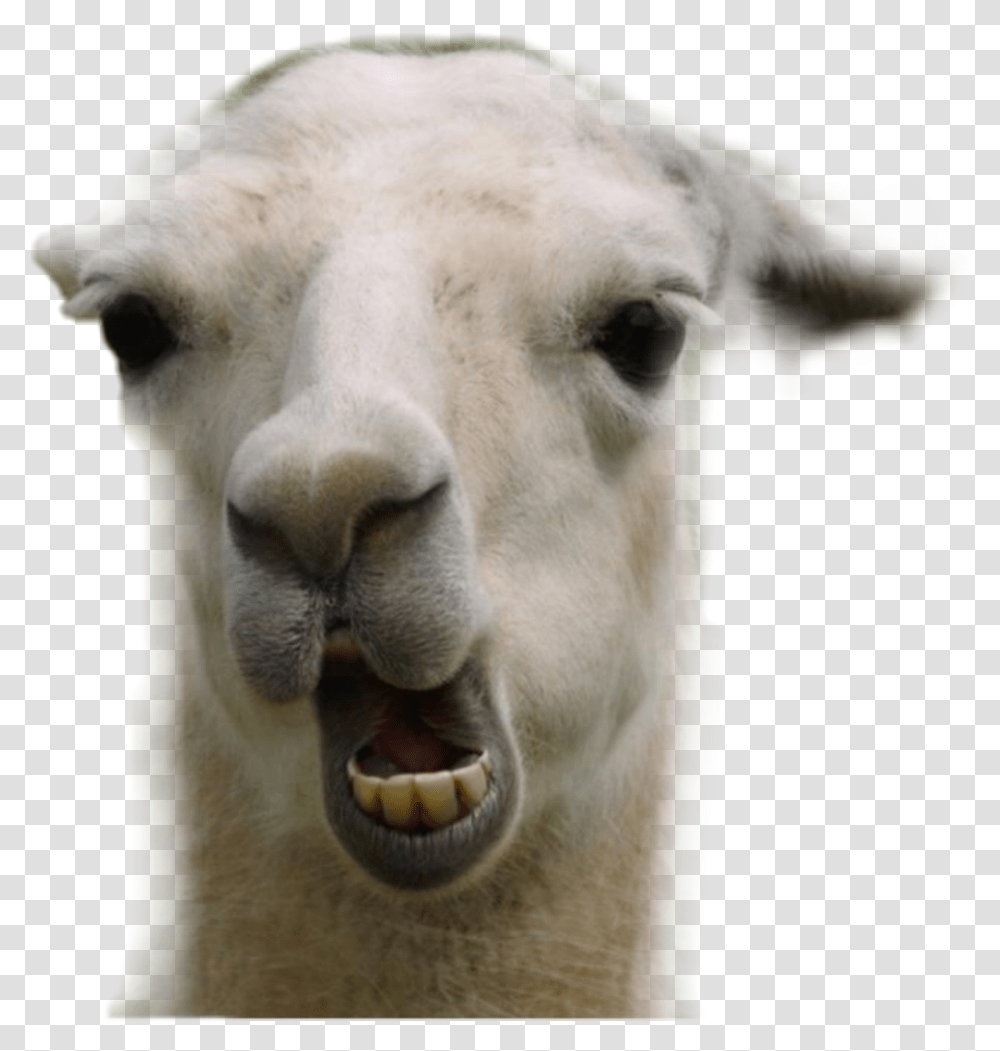 Animal Goat Happy Cute Snitsel Mehmeh White Llama Funny, Mammal, Dog, Pet, Canine Transparent Png