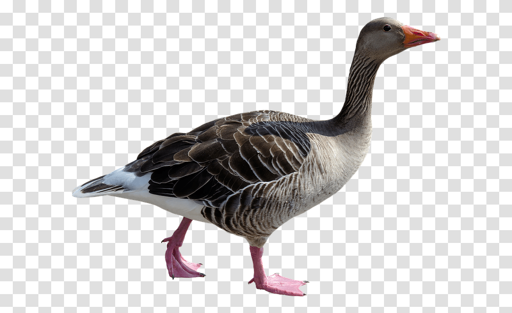 Animal Goose Poultry Bird Bill Feather Isolated Goose, Waterfowl Transparent Png