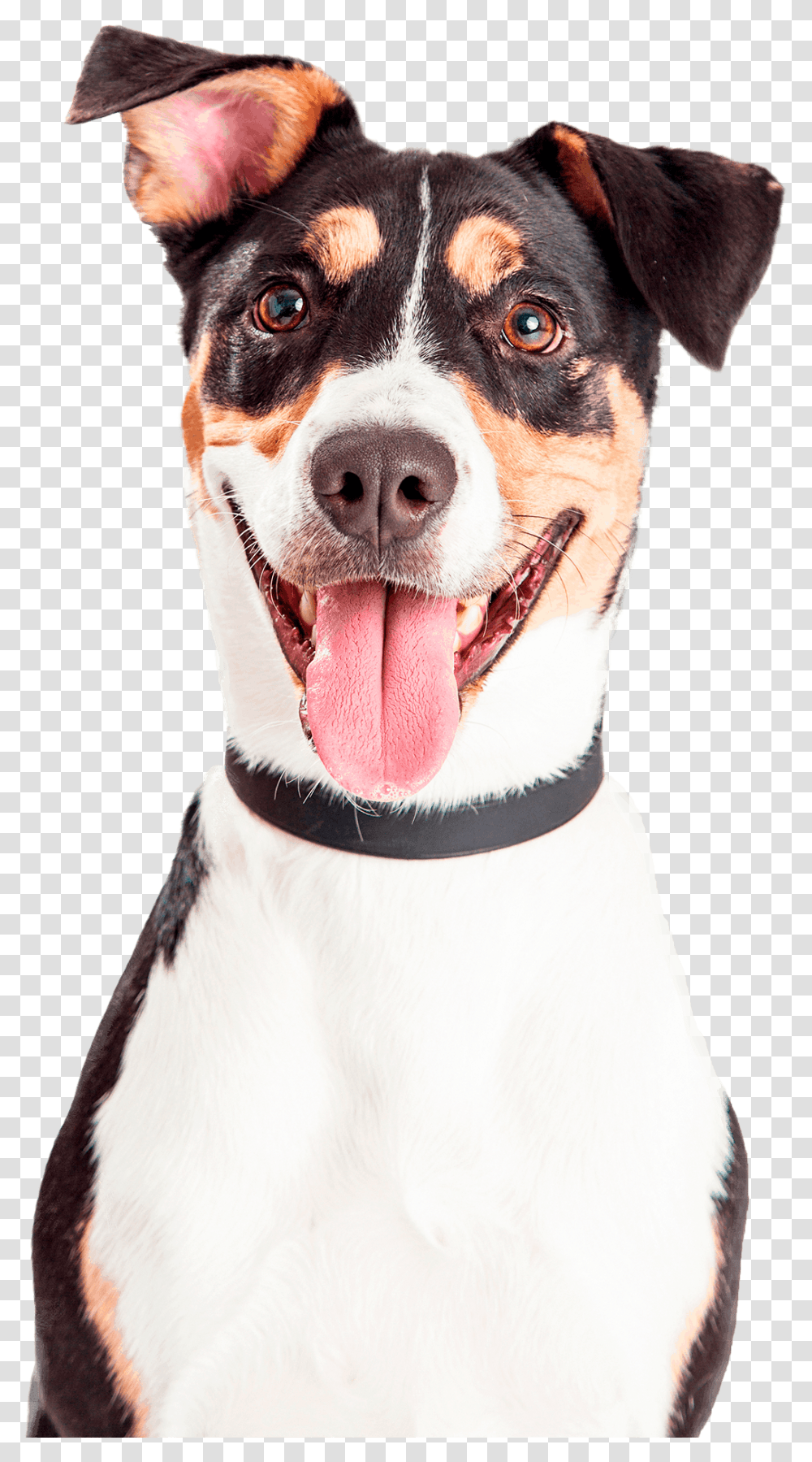 Animal Head Shot Happy, Dog, Pet, Canine, Mammal Transparent Png