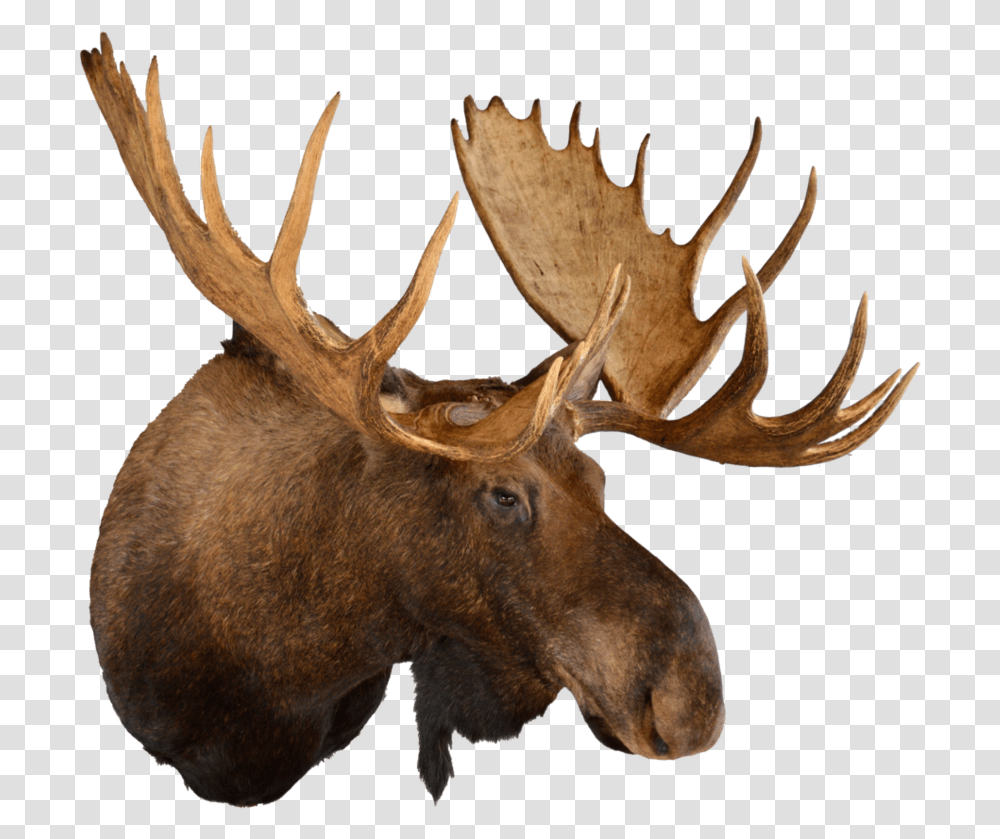 Animal Head Trophy, Antelope, Wildlife, Mammal, Moose Transparent Png