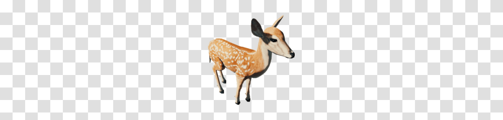 Animal Head, Wildlife, Deer, Mammal, Antelope Transparent Png