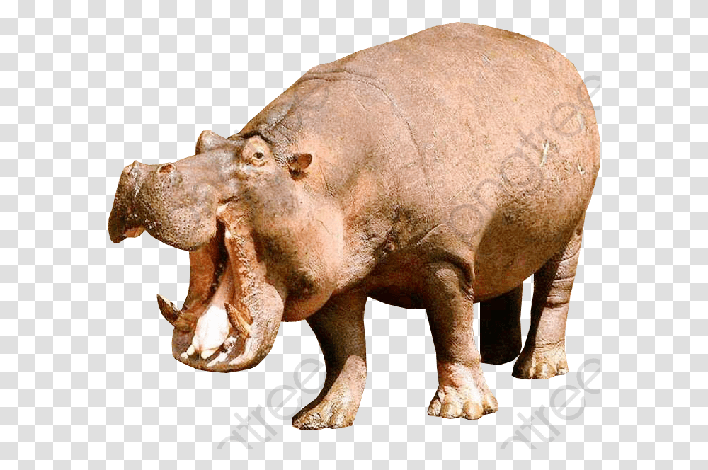 Animal Hippopotamus Animal Clipart Hippo Animal Hippopotamus, Mammal, Wildlife, Elephant Transparent Png