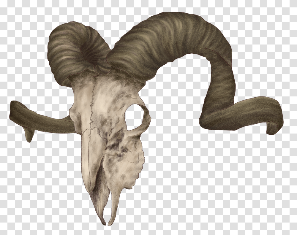 Animal Horn Ram Skull Reference, Person, Human, Skeleton, Mammal Transparent Png