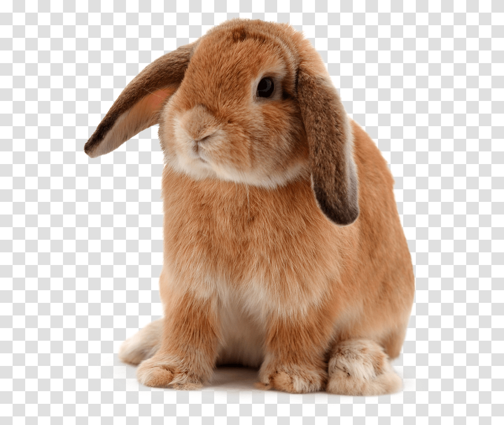 Animal Hospital Near 78628 Contact Animal Hospital Of Bunny Clear Background, Mammal, Dog, Pet, Canine Transparent Png