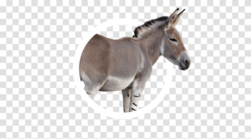 Animal Icon Collection Frontier Forums Donkey Images White Background, Horse, Mammal, Antelope, Wildlife Transparent Png