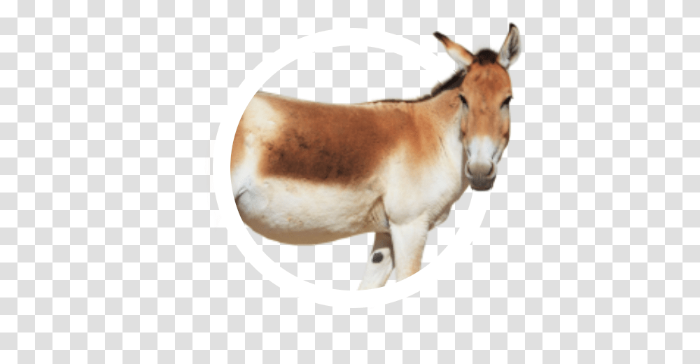 Animal Icon Collection Frontier Forums Mule, Mammal, Donkey, Antelope, Wildlife Transparent Png