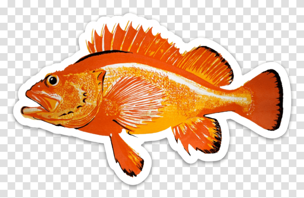 Animal Is Magikarp Based Rougheye Rockfish, Goldfish Transparent Png