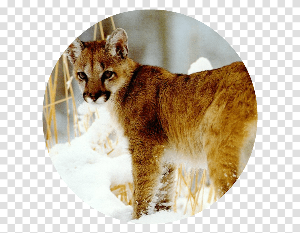 Animal Jam Puma Download Baby African Golden Cat, Mammal, Cougar, Wildlife, Pet Transparent Png