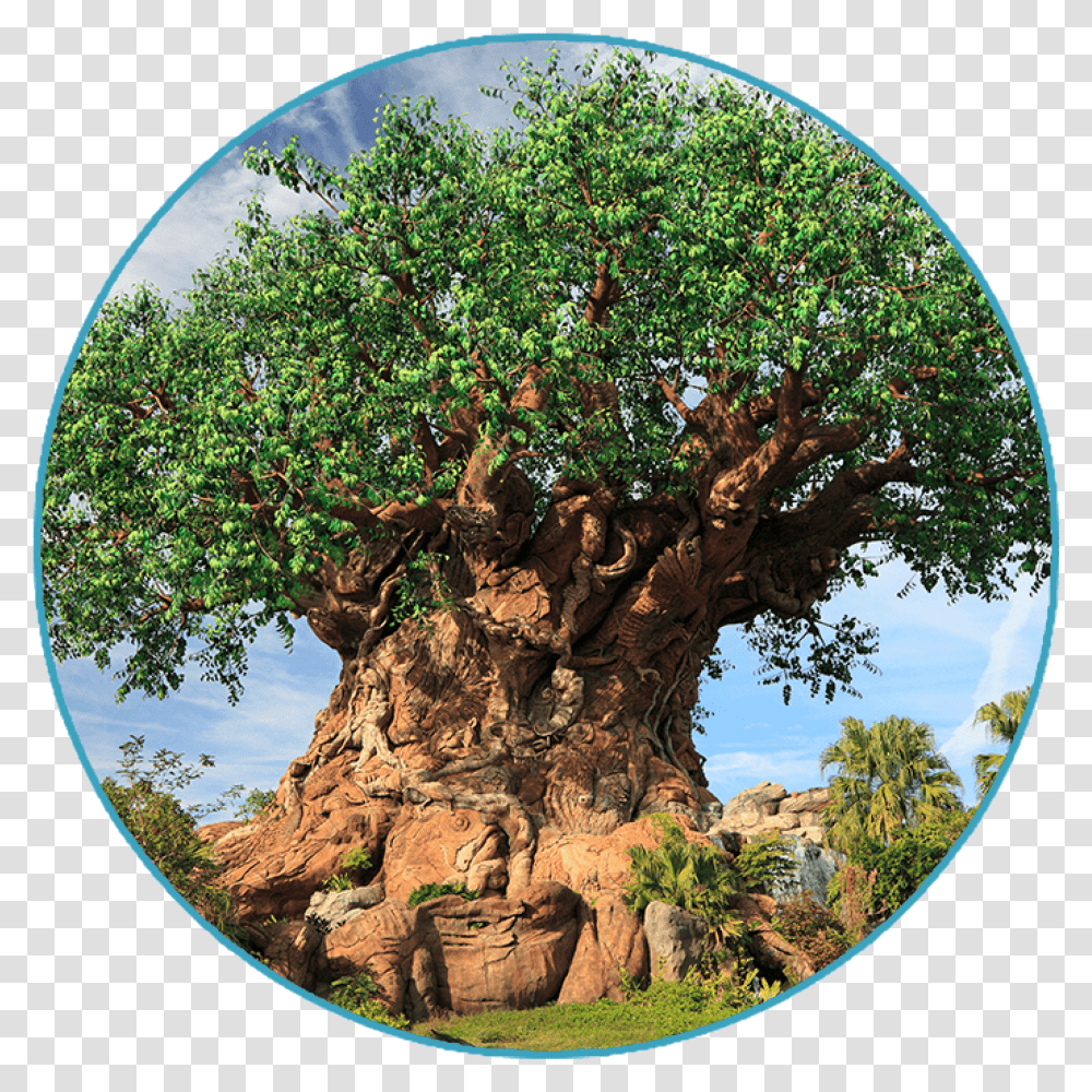 Animal Kingdom Park Plan 1 Day The Park Prodigy Tree, Plant, Tree Trunk, Conifer, Potted Plant Transparent Png