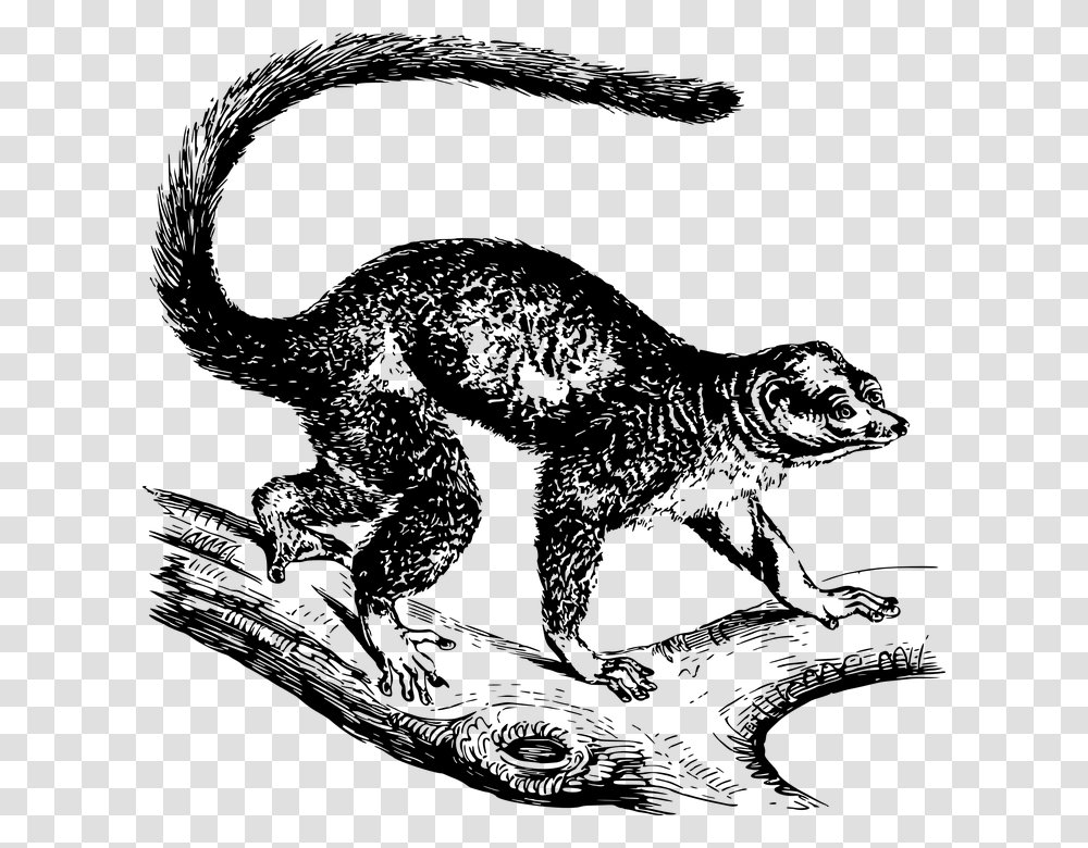 Animal Lemur Mammal Mongoose Nature Primate Mongoose Graphic, Gray, World Of Warcraft Transparent Png