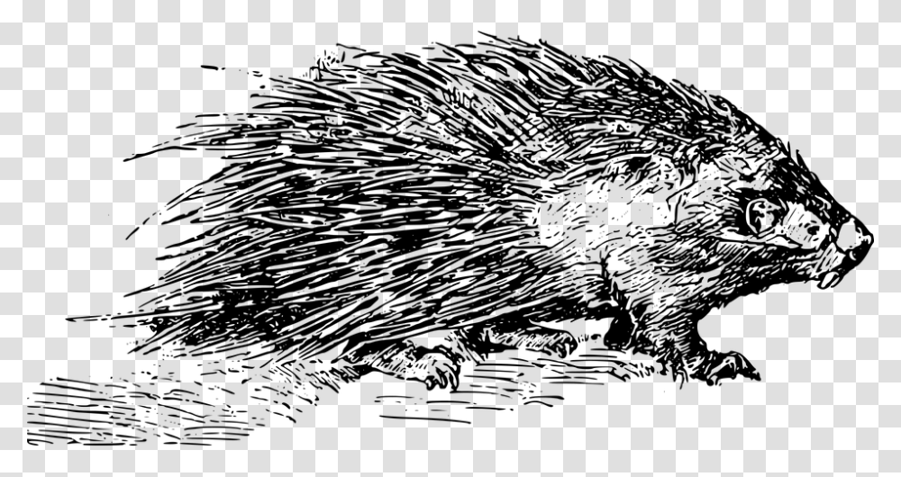 Animal Mammal Porcupine Quill Rodent Spine Porcupine Black And White, Gray, World Of Warcraft Transparent Png