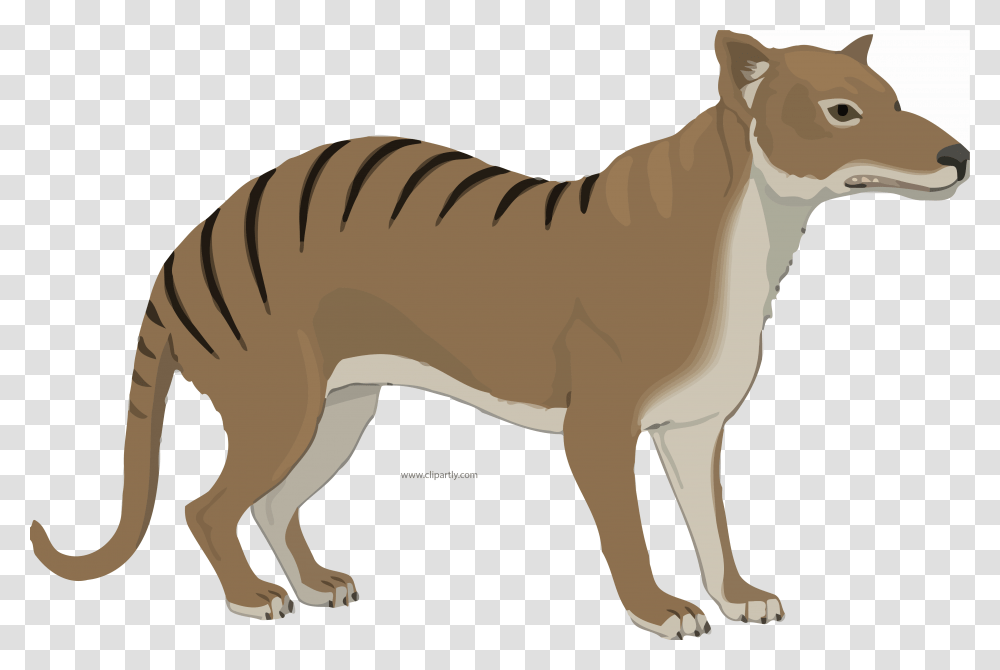 Animal, Mammal, Wildlife, Zebra Transparent Png