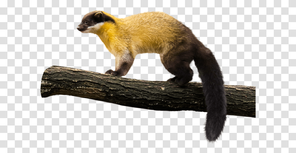 Animal Marten Yellow Throated Free Image On Pixabay Yellow Throated Marten, Mammal, Bear, Wildlife, Weasel Transparent Png