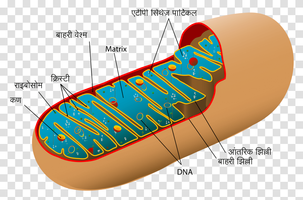 Animal Mitochondrion Diagram Hi, Number, Plot Transparent Png