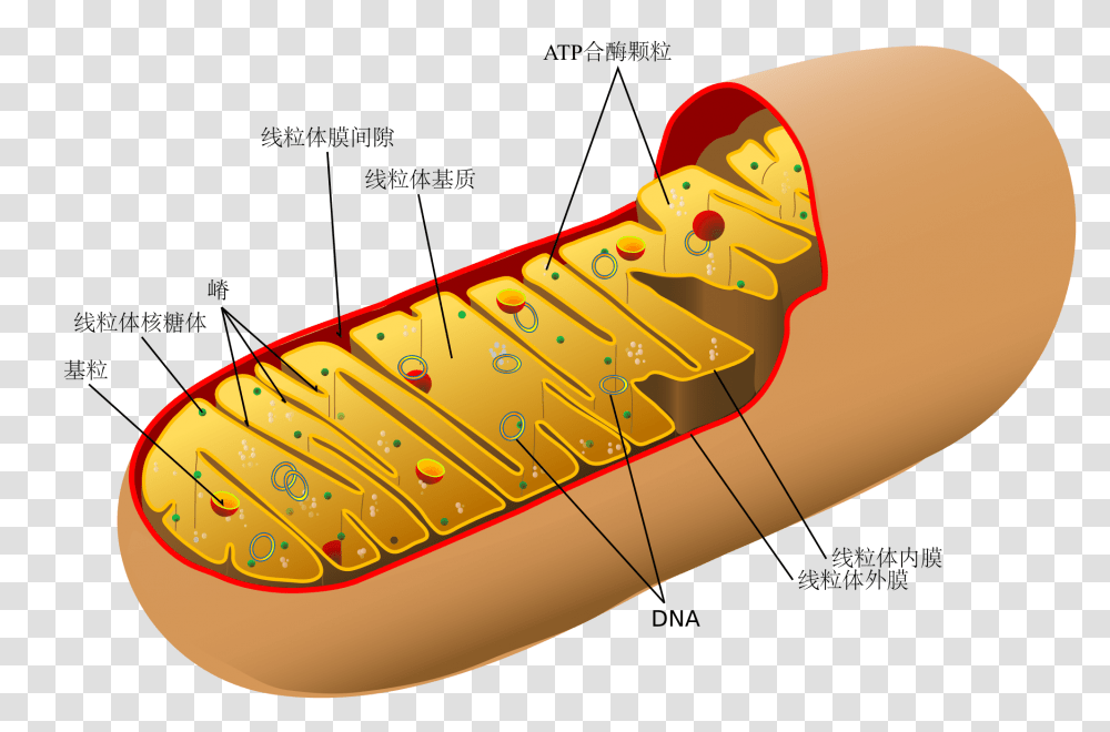 Animal Mitochondrion Diagram Zh, Shoe, Footwear, Sneaker Transparent Png