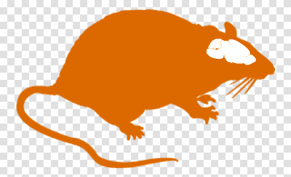 Animal Models Title Rat Brain Clipart, Mammal, Wildlife, Rodent, Mole Transparent Png
