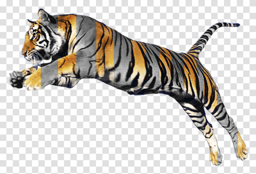 Animal Morphing, Tiger, Wildlife, Mammal, Zebra Transparent Png