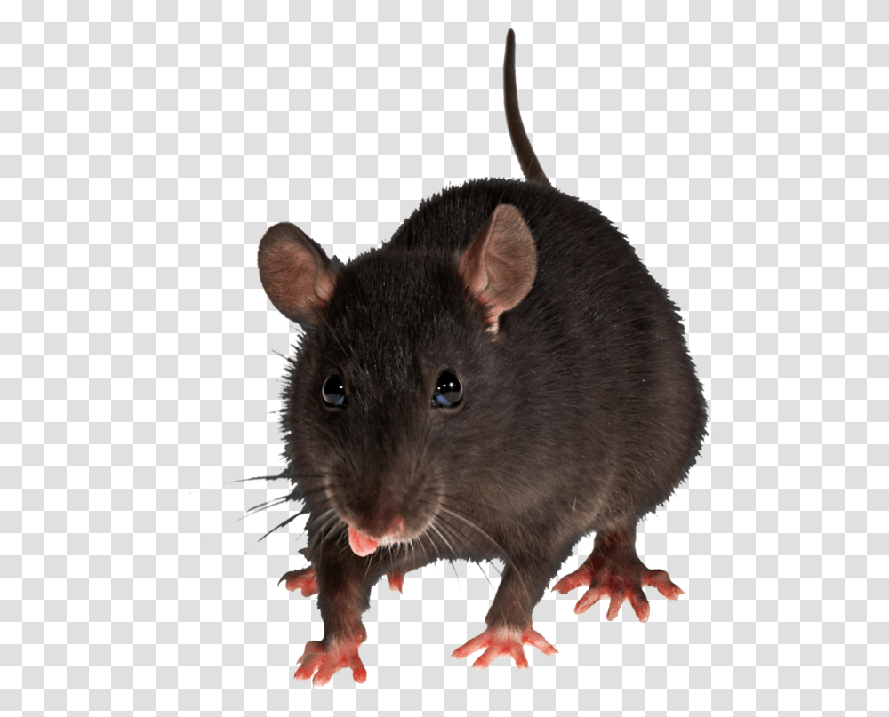 Animal Mouse Background, Rat, Rodent, Mammal Transparent Png