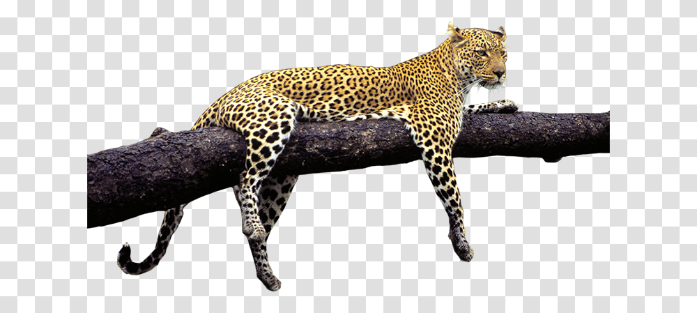 Animal Nature Images, Panther, Wildlife, Mammal, Leopard Transparent Png