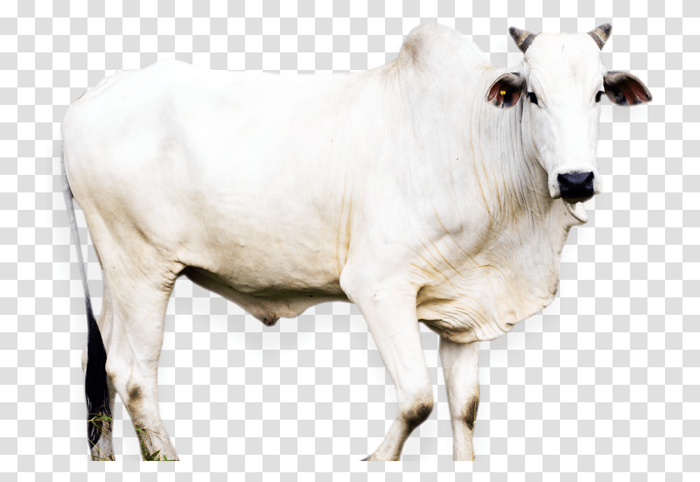 Animal Nose Dairy Cow, Bull, Mammal, Cattle, Ox Transparent Png