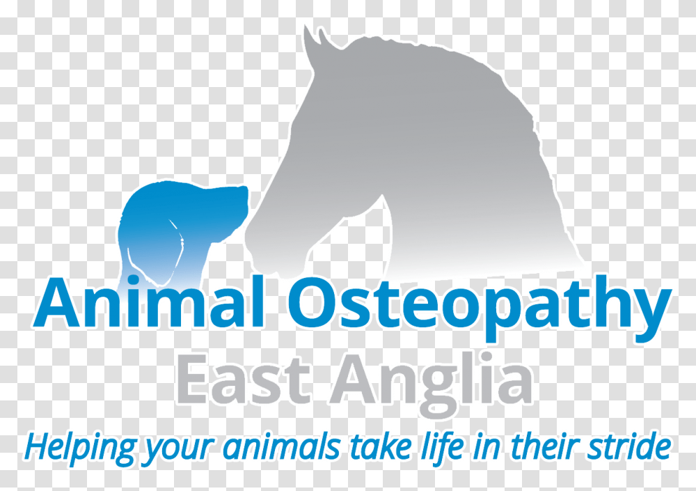 Animal Osteopathy East Anglia Animal Osteopathy East Anglia, Mammal, Horse, Colt Horse Transparent Png