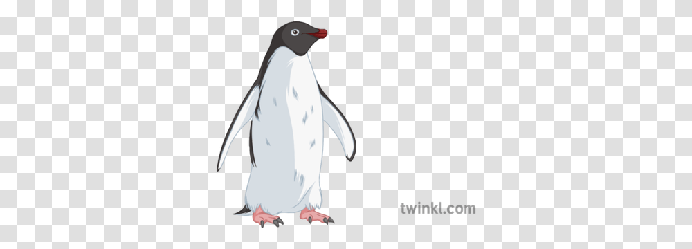 Animal Penguin Illustration Twinkl Pinguino En Blanco Y Negro, Bird, King Penguin Transparent Png