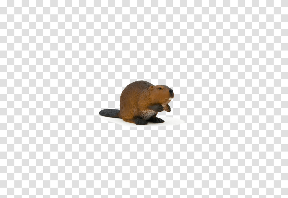 Animal Planet Beaver, Rodent, Mammal, Wildlife, Bear Transparent Png