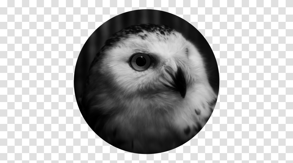 Animal Planet - Jakkapan Prammanasik Owl, Beak, Bird, Dog, Pet Transparent Png