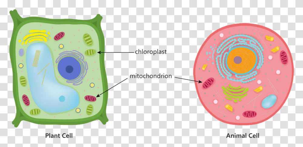 Animal Plant Cell Mitochondria Chloroplast Respiration, Food, Produce, Mouth, Lip Transparent Png