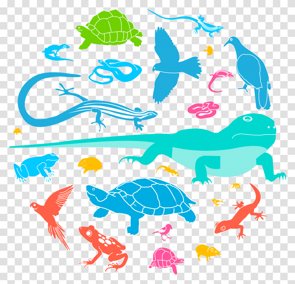 Animal Population, Sea Life, Reptile, Bird, Turtle Transparent Png