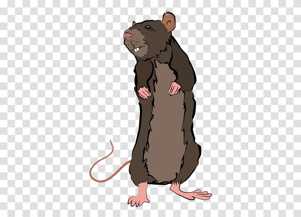 Animal Rat Nature Pet Mouse Tail Hamster Rat, Mammal, Wildlife, Person, Human Transparent Png