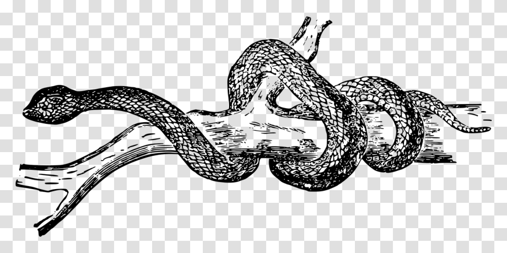 Animal Reptile Snake Free Picture Black And White Snake Clipart, Gray, World Of Warcraft Transparent Png