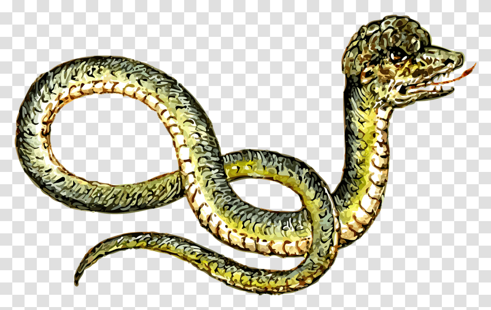 Animal Reptile Snake Free Picture Clipart Amp Peculiar, Anaconda, Green Snake Transparent Png