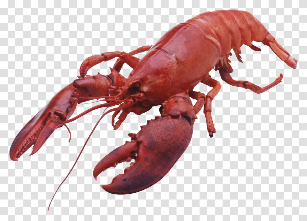 Animal Seafood, Lobster, Sea Life, Crawdad Transparent Png