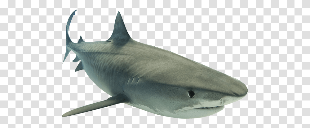 Animal Shark Clipart Background Shark, Sea Life, Fish, Great White Shark Transparent Png