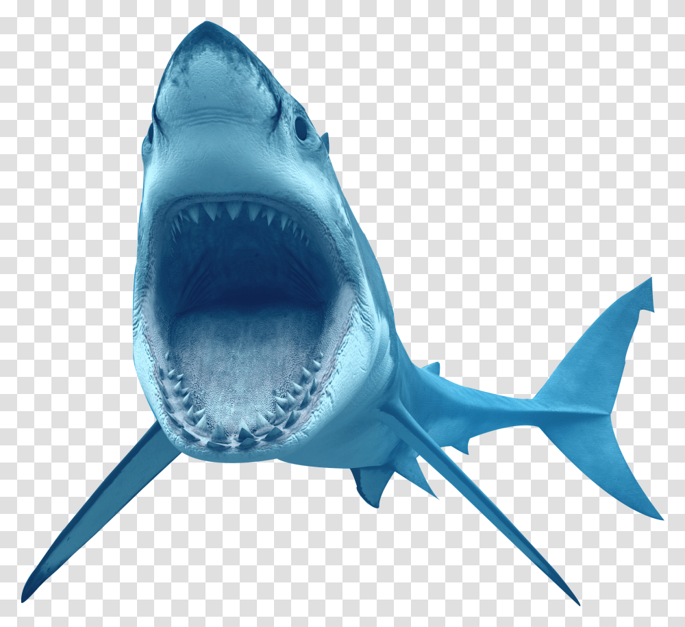 Animal Shark Shark, Sea Life, Fish, Great White Shark Transparent Png