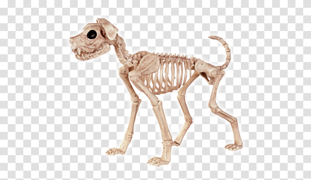 Animal Skeleton & Clipar 1716143 Dog Skeleton, Dinosaur, Reptile, Antelope, Wildlife Transparent Png